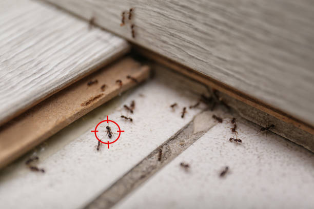 Best Emergency Pest Control  in Quincy, IL