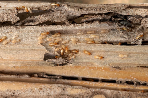 Best Termite Control Services  in Quincy, IL